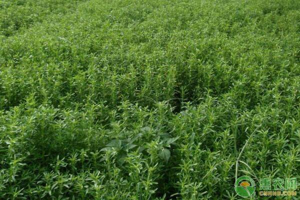 甜叶菊苗期都有哪些病害,甜叶菊病害治疗方法