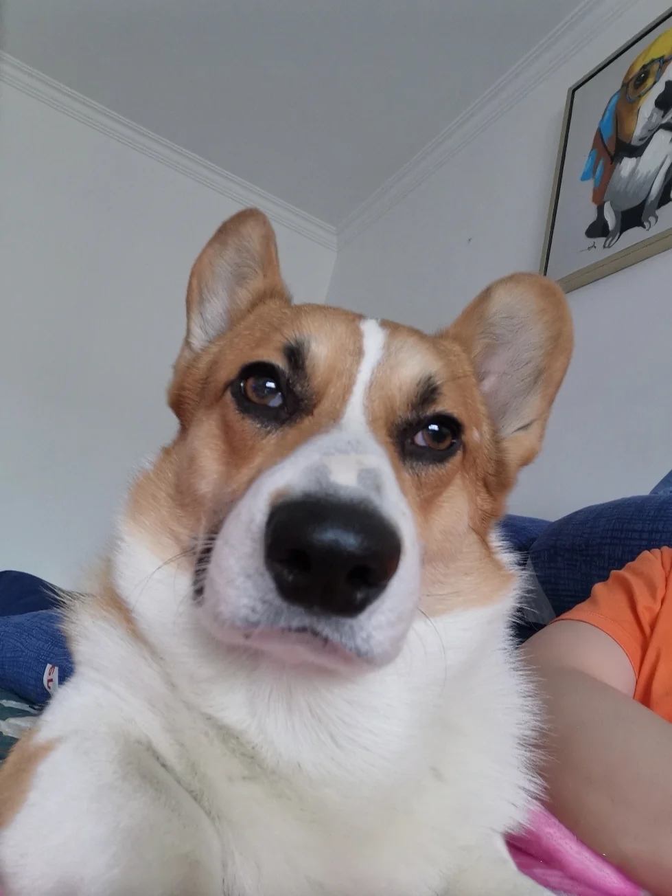 柯基养成大法居然要注意这些细节,柯基正确养成方法