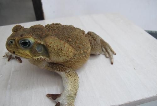 世界上最毒的10种蟾蜍是哪10种,有剧毒的蛤蟆蟾蜍