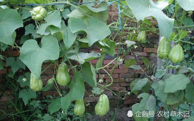 鍐滄潙缁忓父绉嶇殑鍙粈涔堢摐鍠傜尓,鐡滆嫍鐢ㄦ潵鍠傜尓