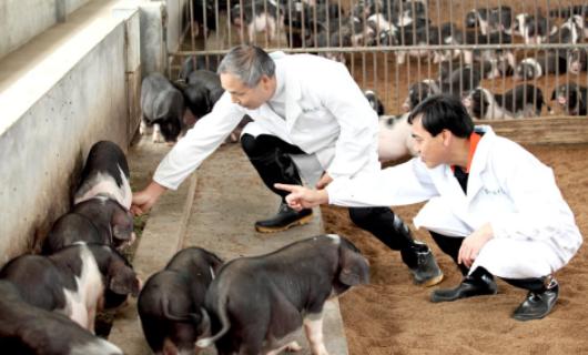 做出样板当好典范实现引领成为支柱湖南宁乡打造花猪百亿产业