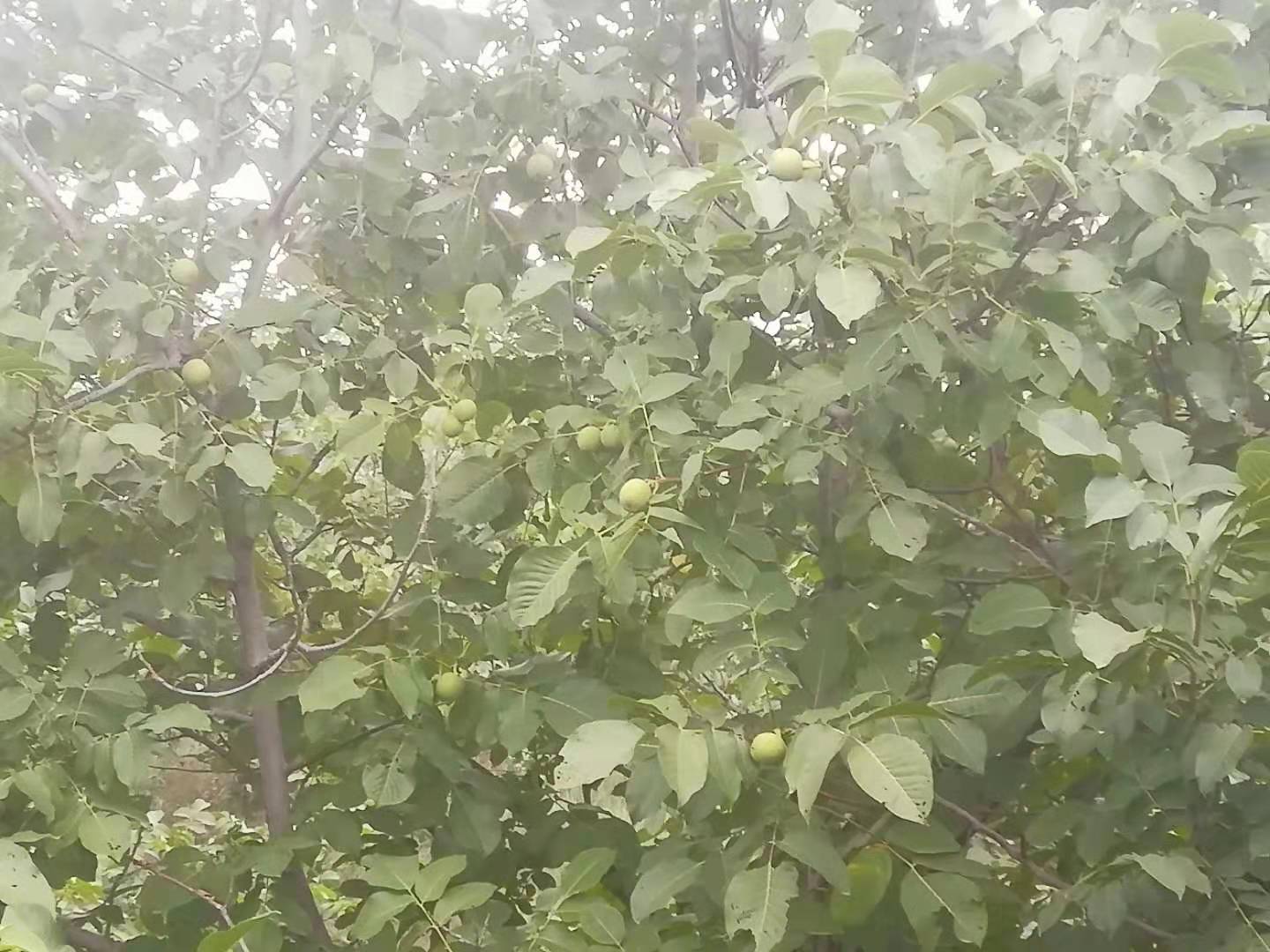 购买青皮核桃,开青皮文玩核桃