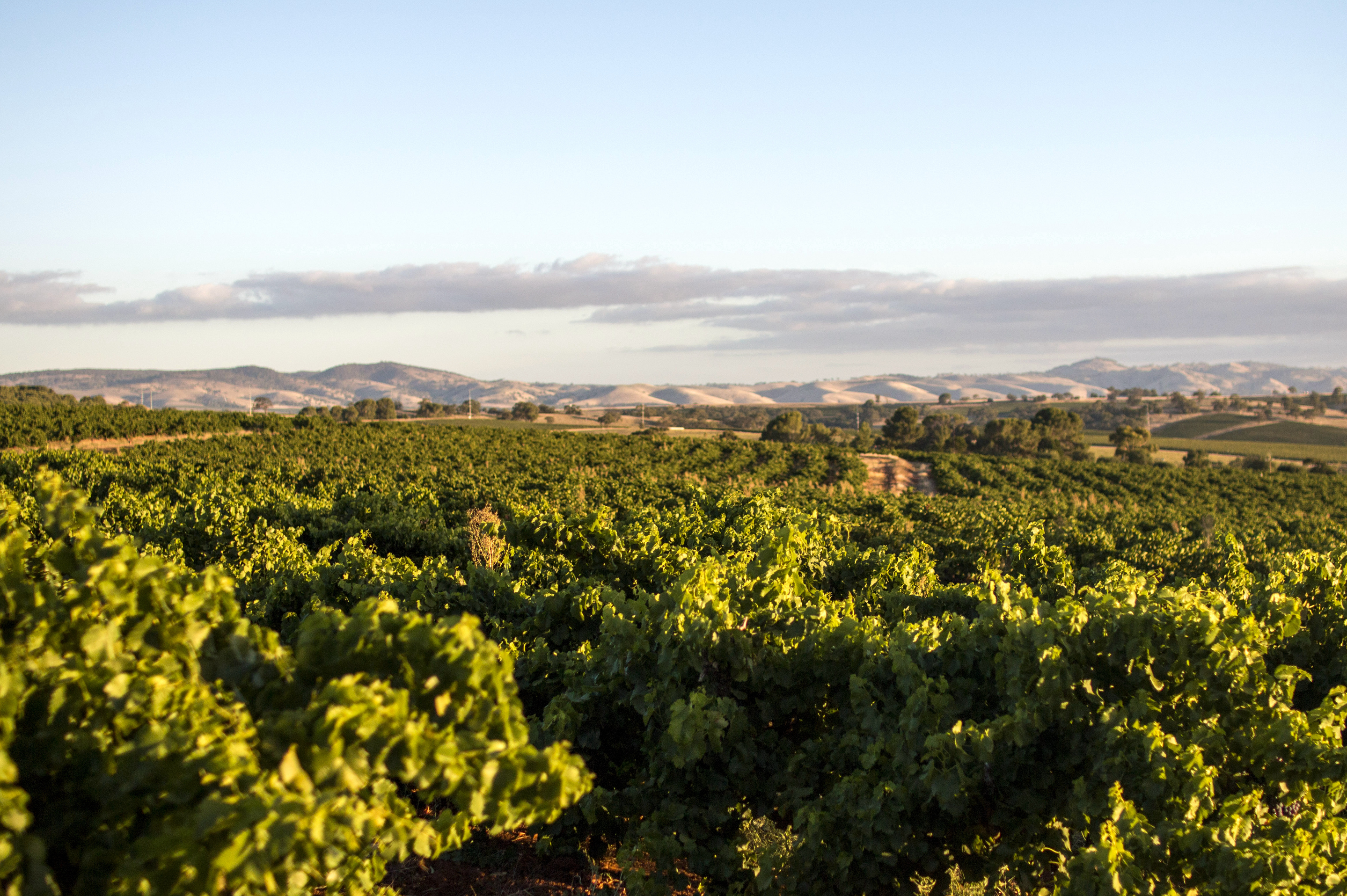 奔富葡萄酒好喝吗,奔富属于哪类葡萄酒