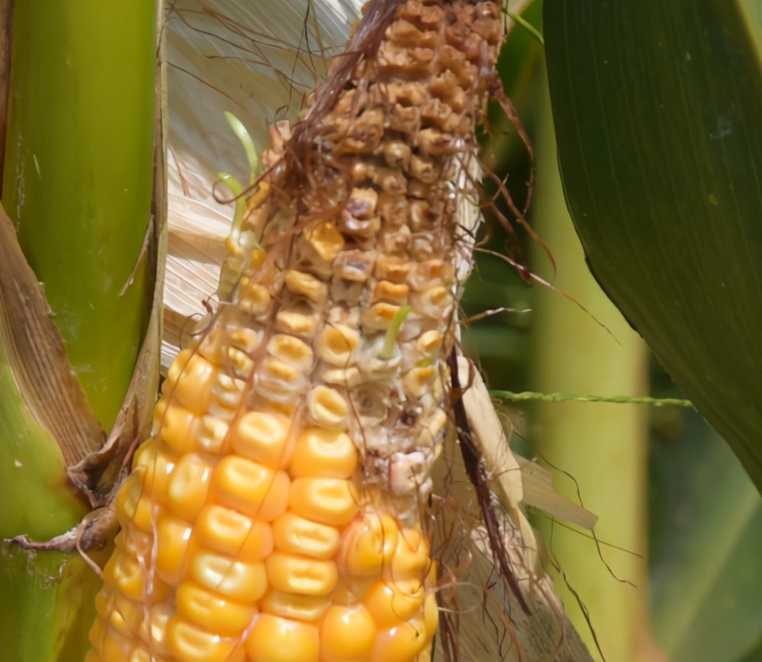 掌握好技巧，玉米喷施叶面肥很简单，省工又增产