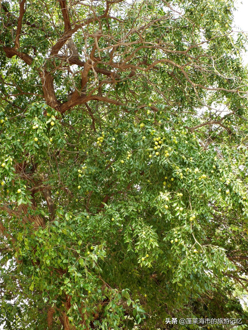 宁夏沙坡头旅游攻略,宁夏沙坡头游记