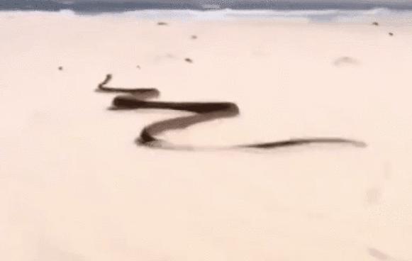 秒杀非洲狮，黑曼巴蛇的实力有多恐怖？能否称作毒蛇中的天花板？