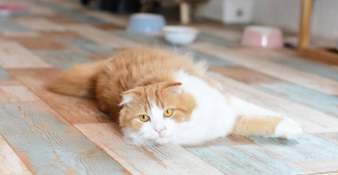 猫隐球菌感染有什么症状,猫咪隐孢子虫怎么治疗效果最好