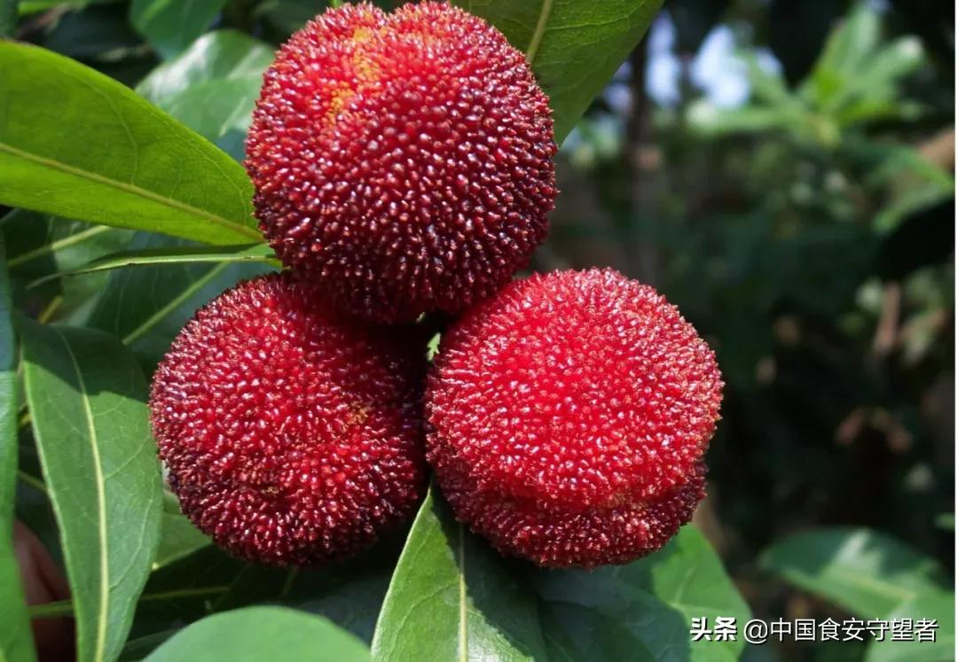 家里杨梅怎么储存,销售杨梅的保鲜储存方法