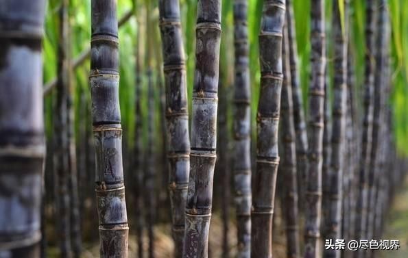 15斤甘蔗熬制红糖,20斤甘蔗古法红糖制作