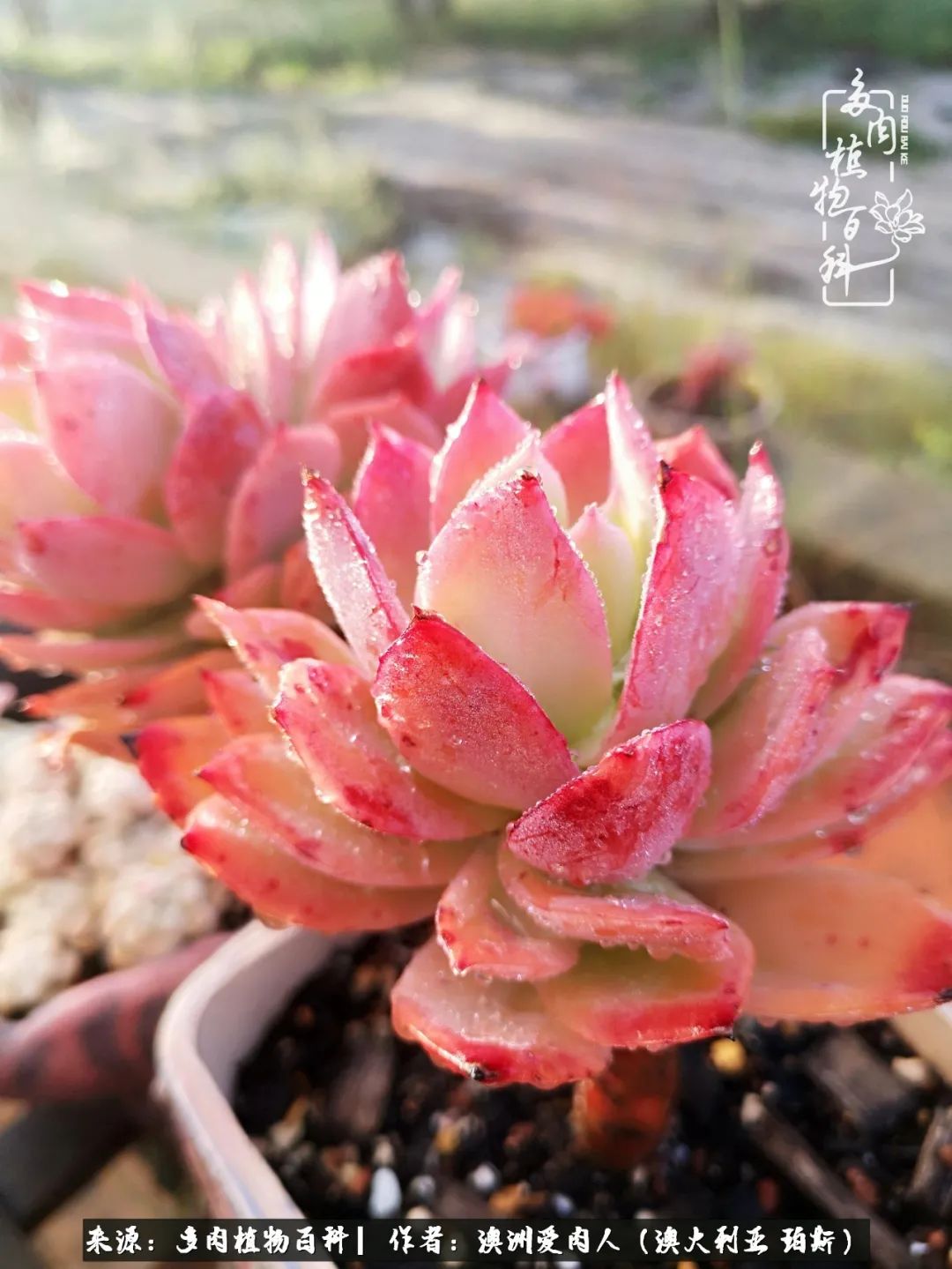 采蘑菇的小姑娘，“转行”来把多肉养