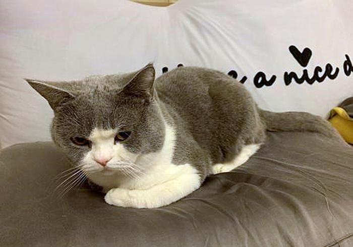 猫咪闹脾气绝非小事,轻视猫咪的情绪会有严重后果,伤猫又伤己