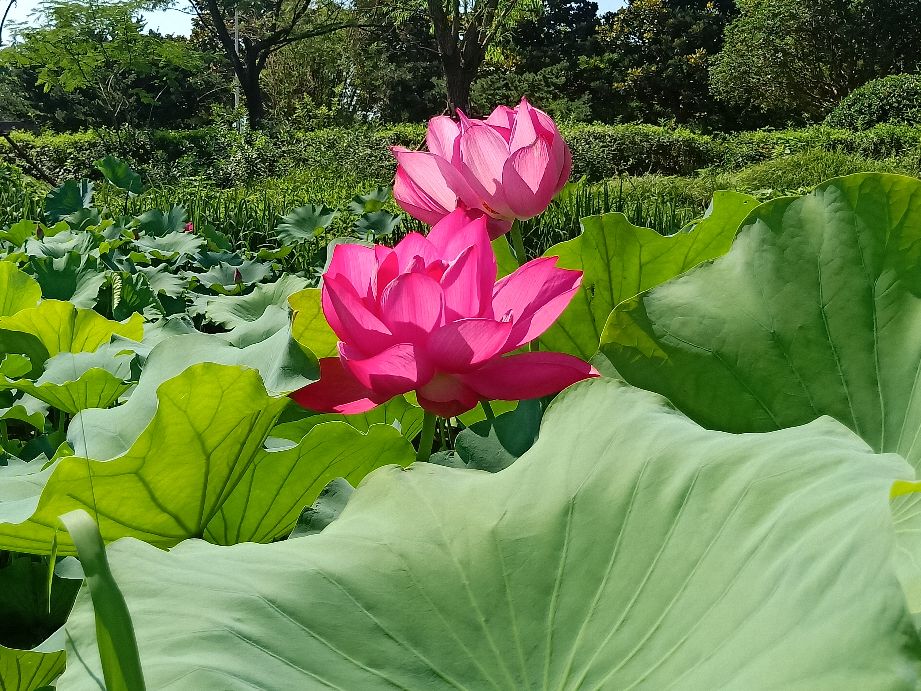六月的荷花有多美,夏天的荷花最美