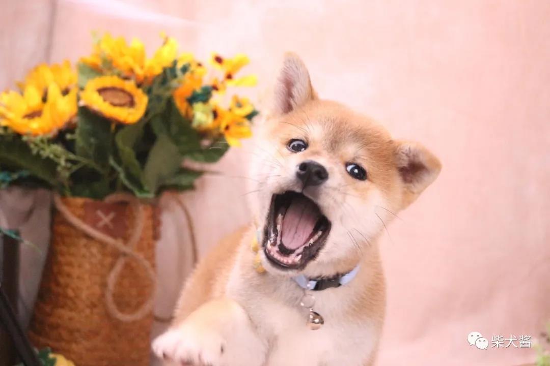 柴犬最需要吃的50种东西,柴犬饮食禁忌区