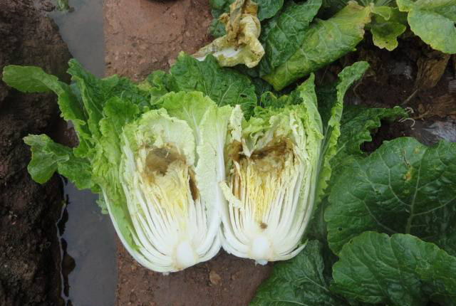 大白菜干烧心喷什么药最好,大白菜干烧心最有效的防治方法