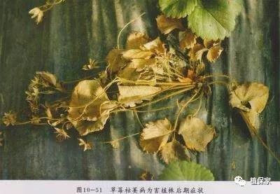 草莓常见病虫害图谱,草莓病虫害图片大全集
