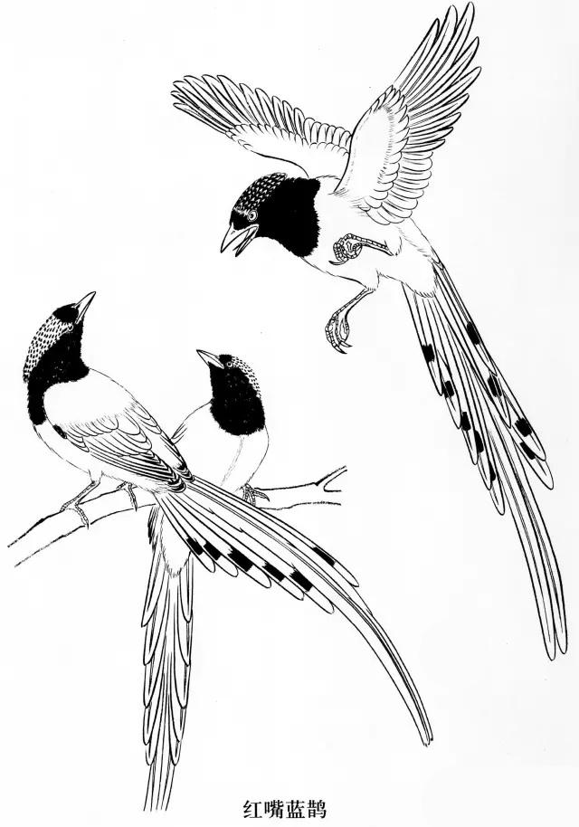 工笔画飞禽画法,工笔飞禽画谱教程