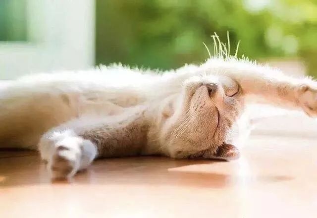 猫咪中暑四大症状预防中暑小妙招,夏天热怎么防止猫咪中暑