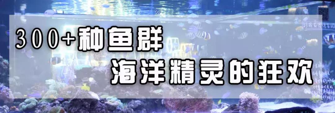 色彩斑斓的海底珊瑚,五彩缤纷的海洋生物视频