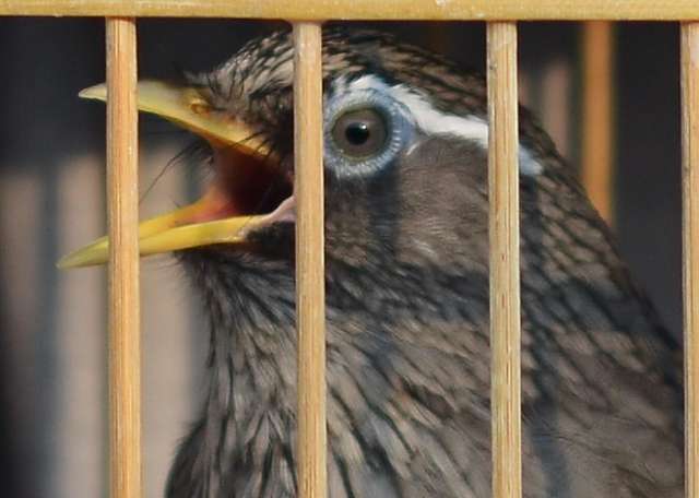 养鸟知识讲解画眉鸟,养鸟经验分享画眉鸟爱鸟护鸟