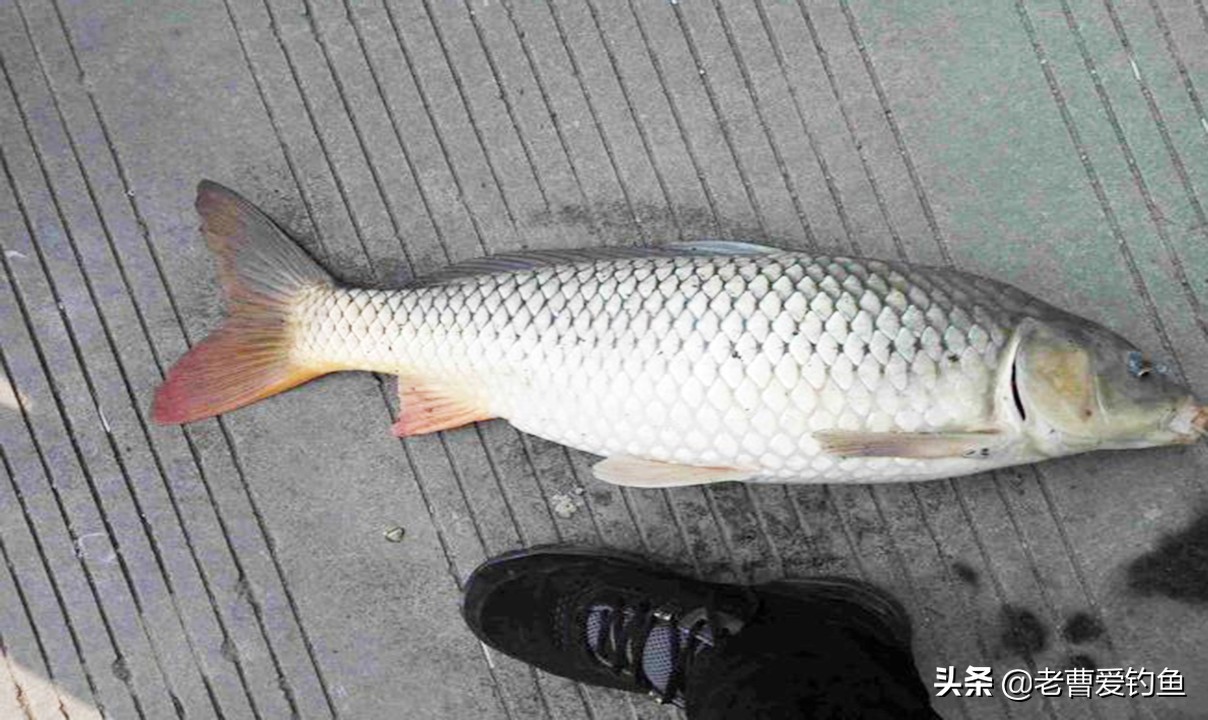 大蒜钓鱼方法钓草鱼,大蒜钓鱼钓法