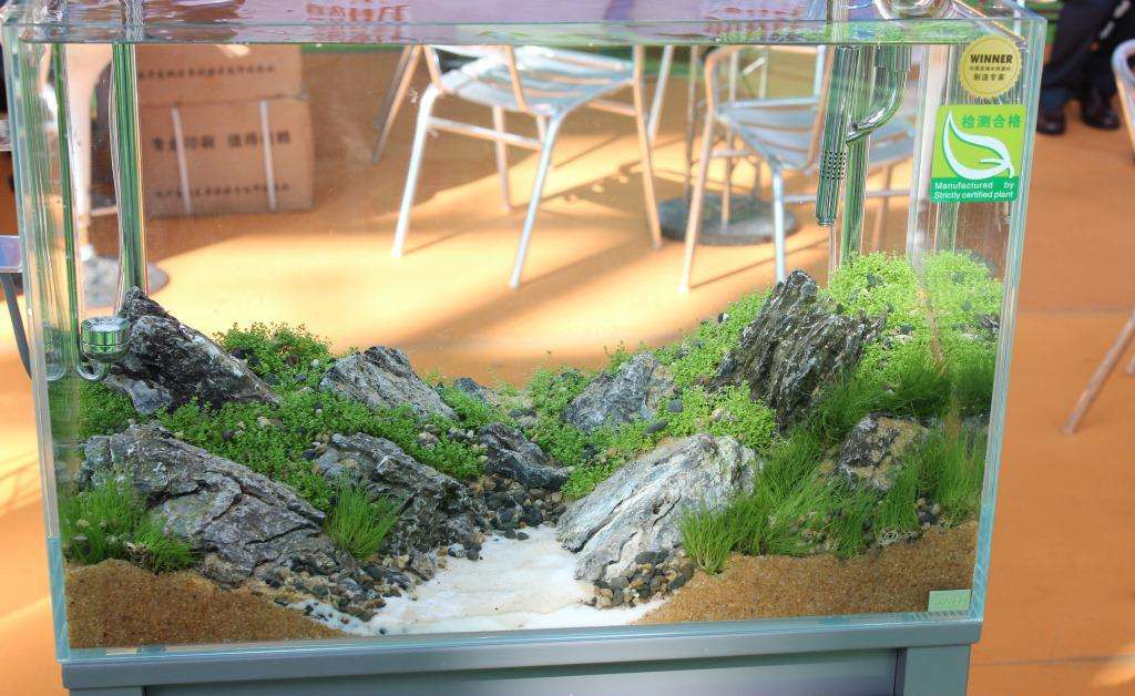 新手养鱼正确的开缸方式,新手养鱼不会开缸我来教你