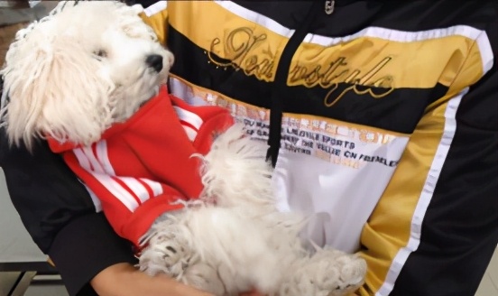 那些年我曾经养过的小狗,那些年我曾经养过的狗