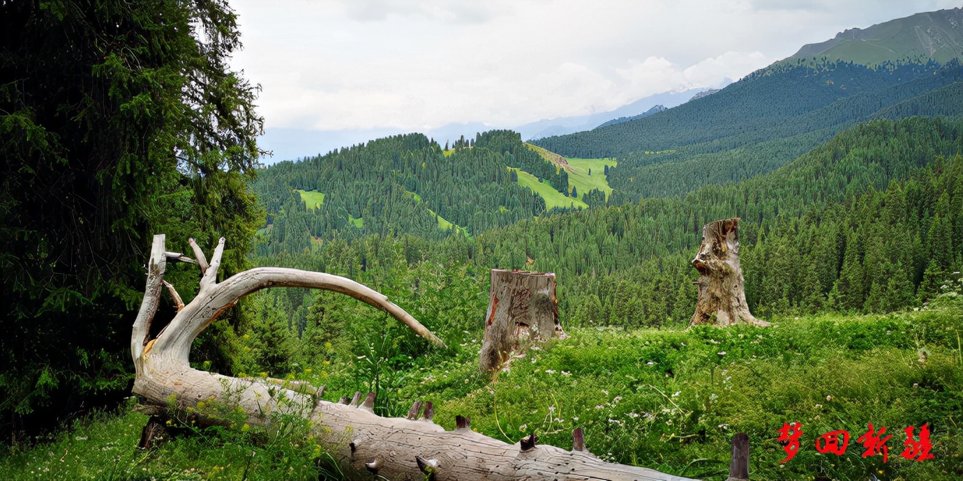 梦回新疆梦回拉萨,梦回伊宁草原视频