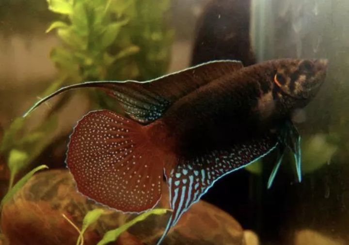 圆尾斗鱼能和泰国斗鱼杂交吗,圆尾斗鱼观赏鱼