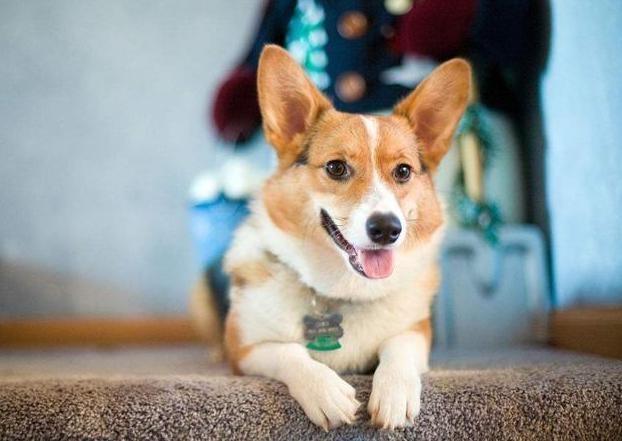 什么狗狗的寿命最长最好养,狗狗的寿命最长能活多少年