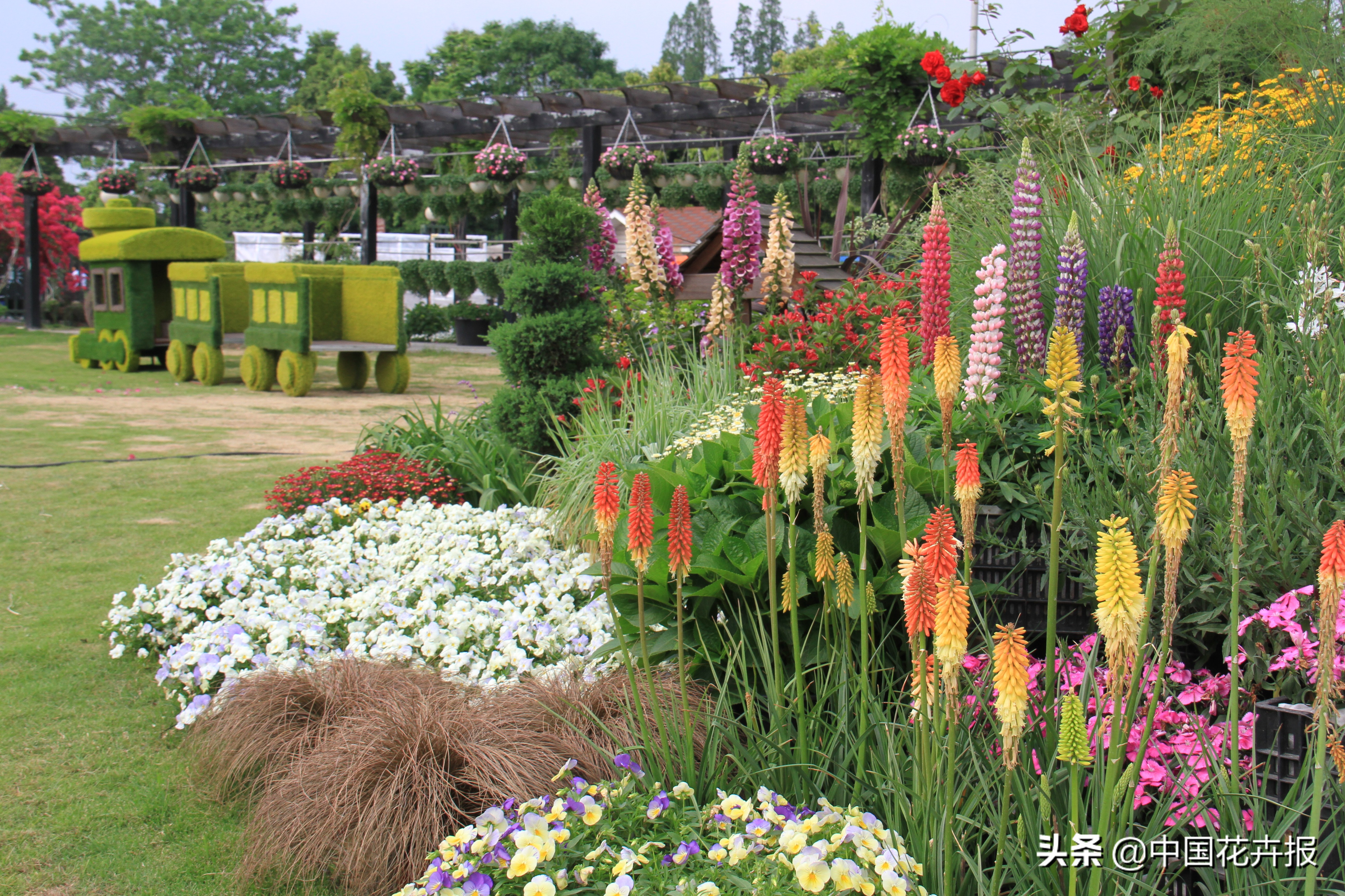 适合花园的花花草草,如何打造四季都有花的花园