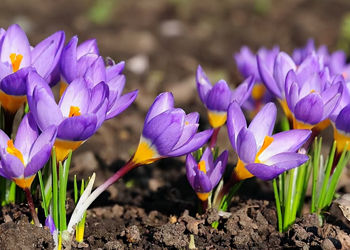 西红花长什么样子图片,西红花名贵吗