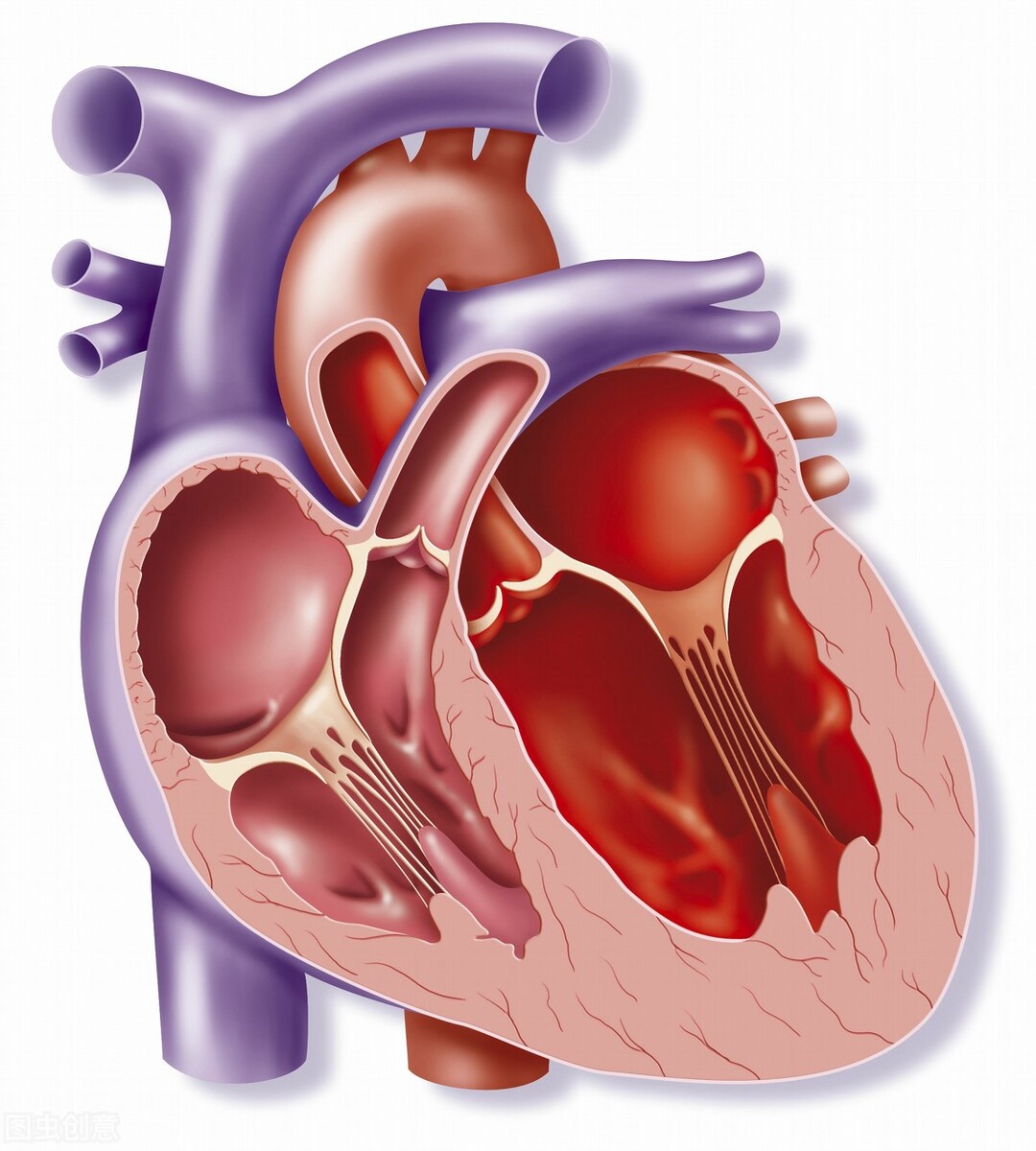 心肌肥厚最近老感觉憋气,45岁经常胸闷气短是心肌缺血吗