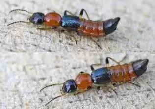 宝宝被蚊虫咬了之后该怎么处理,夏季蚊虫比较多如何避免宝宝被咬