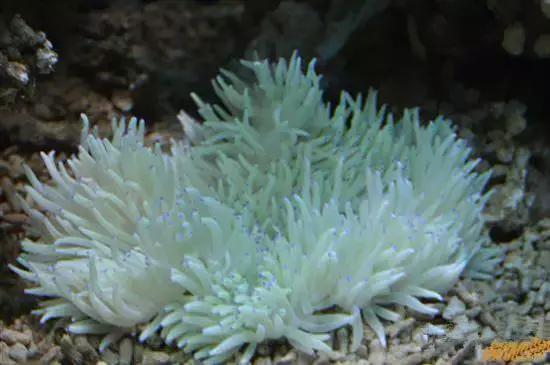 海南渔民整理的海鲜大全,渔民海鲜介绍