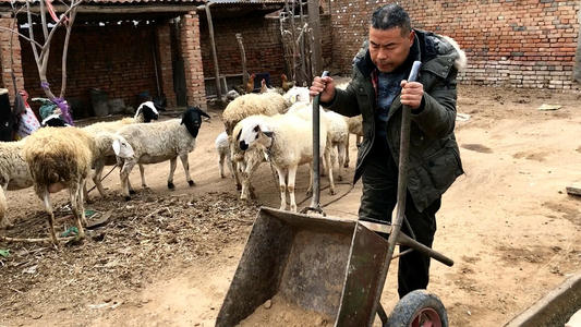 羊皮为什么不值钱,羊皮价格为何低到没人要