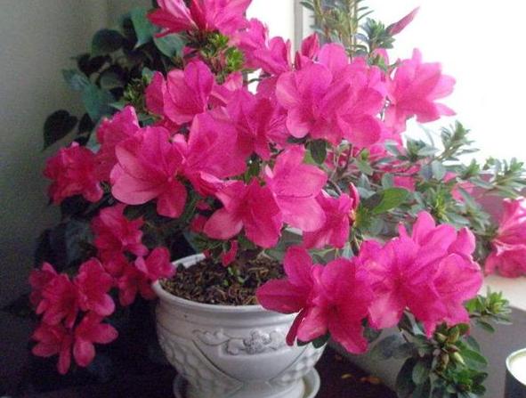 养花小妙招厨房垃圾变肥料,家里变废为宝的养花肥料