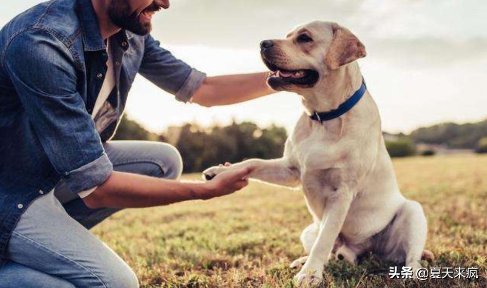 训狗教程视频训犬神器,训犬一点通训狗教程视频