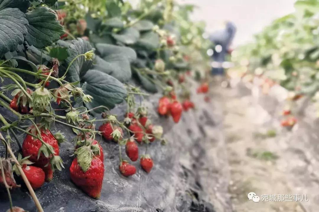 南阳老徐,河南南阳老徐最新视频