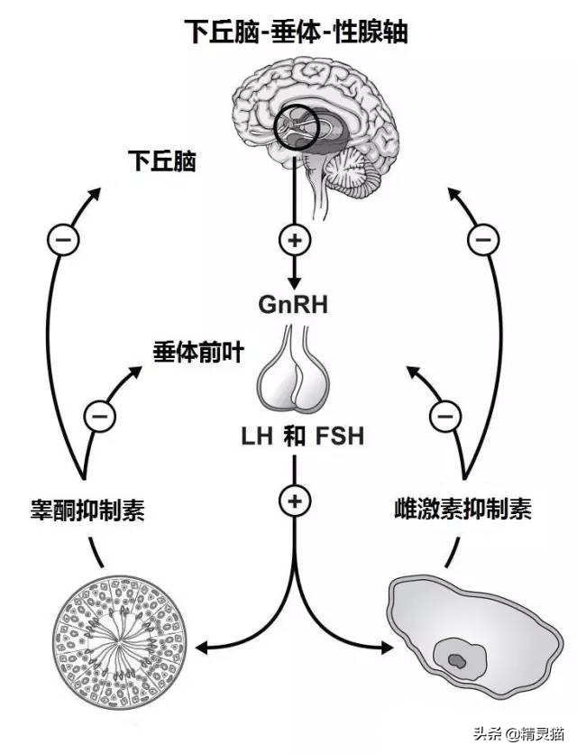 猫咪发情的烦恼棉签*法大**??辟谣辟谣