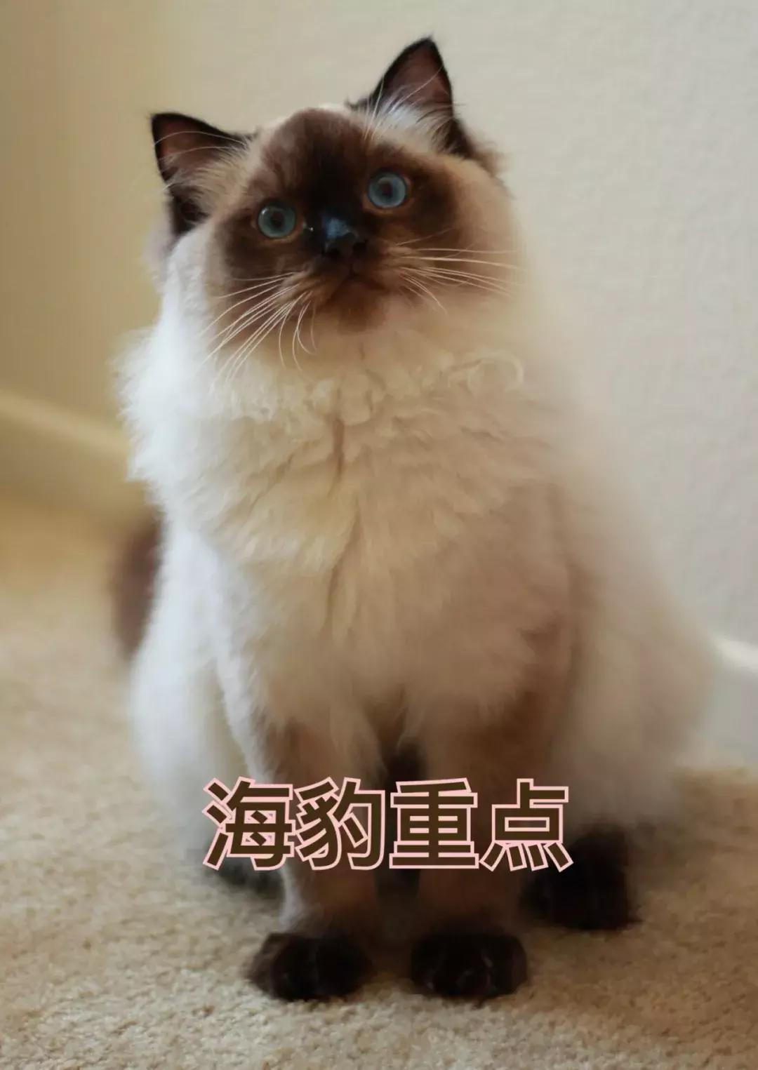 粘人的小公举完整版,小公举布偶猫