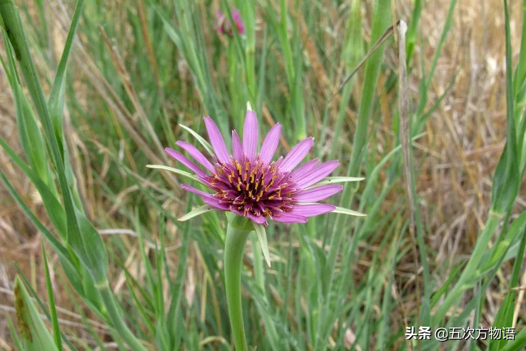 欧洲十大奇怪蔬菜 (欧洲冷门蔬菜)