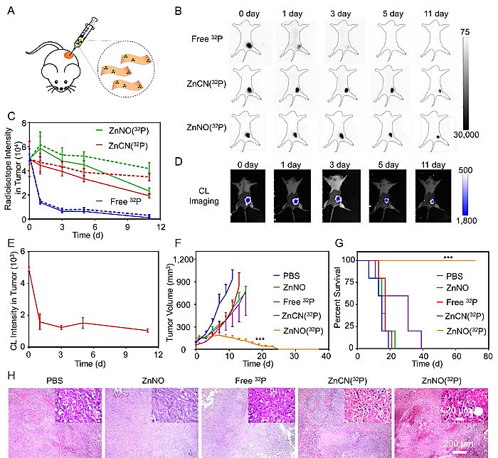 刘庄团队：自激发二维纳米材料，增强核素-免疫联合治疗