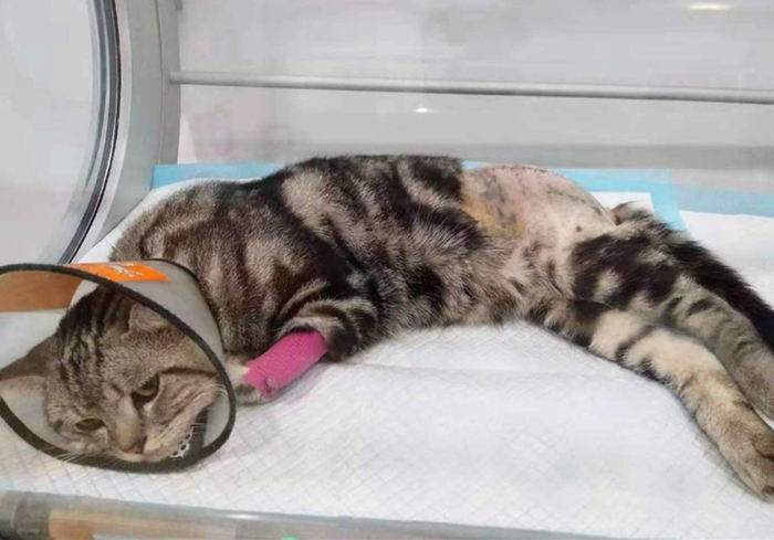 猫咪脊椎骨裂会瘫痪吗,猫咪脊椎错位会导致歪头吗