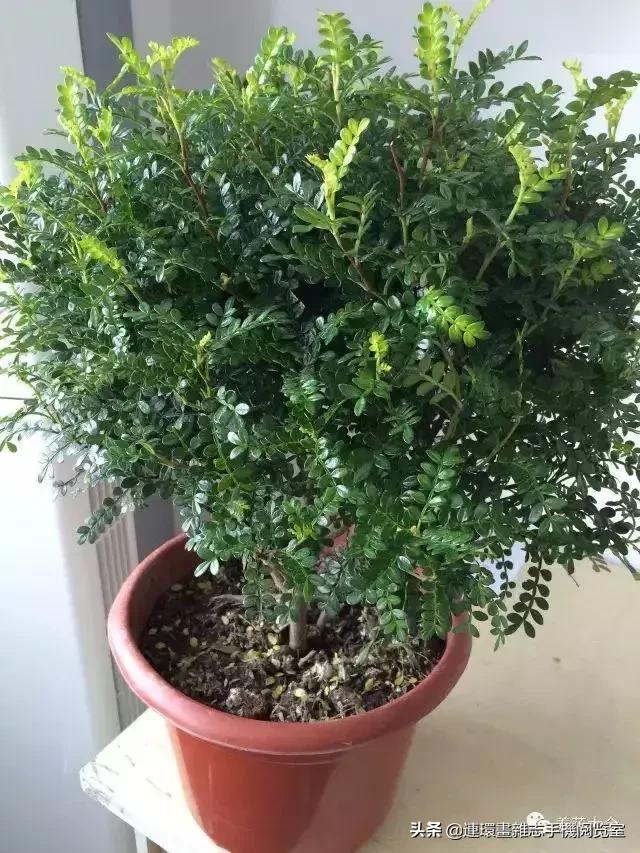 100种常见花卉植物图谱,100种花卉素描图谱