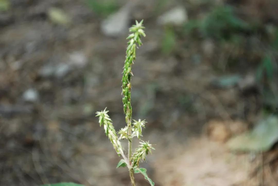 冬天常见中药植物图片及功效,花期长的草本植物图片