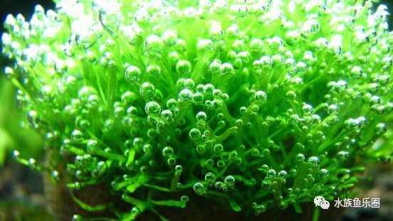 皇冠水草品种大全,亚马逊水草品种