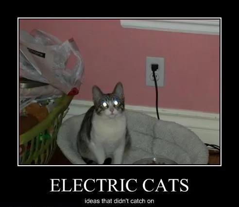 晚清末年，人们认为猫毛蓄电可以治病