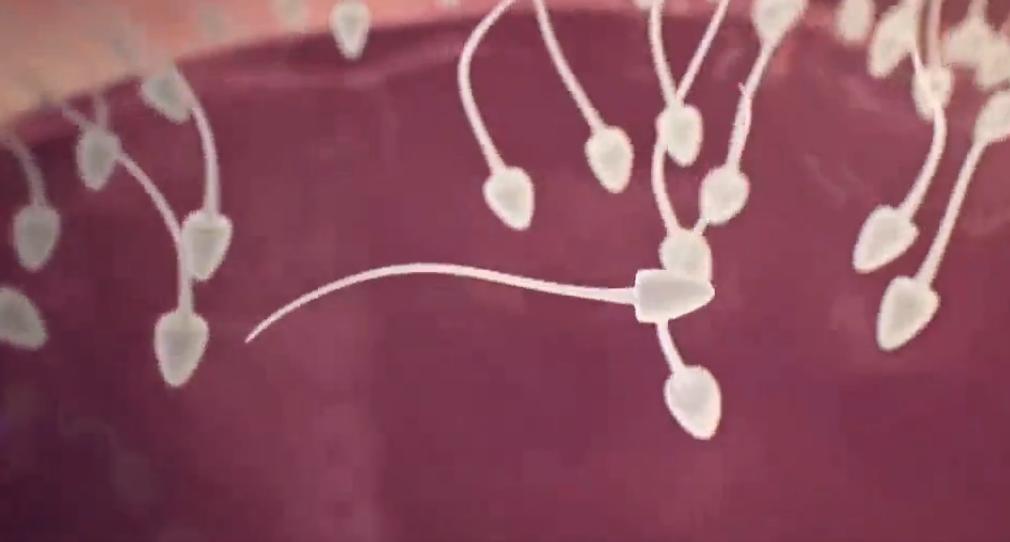 卵生胚胎发育过程解说,从胚胎到婴儿的发育视频