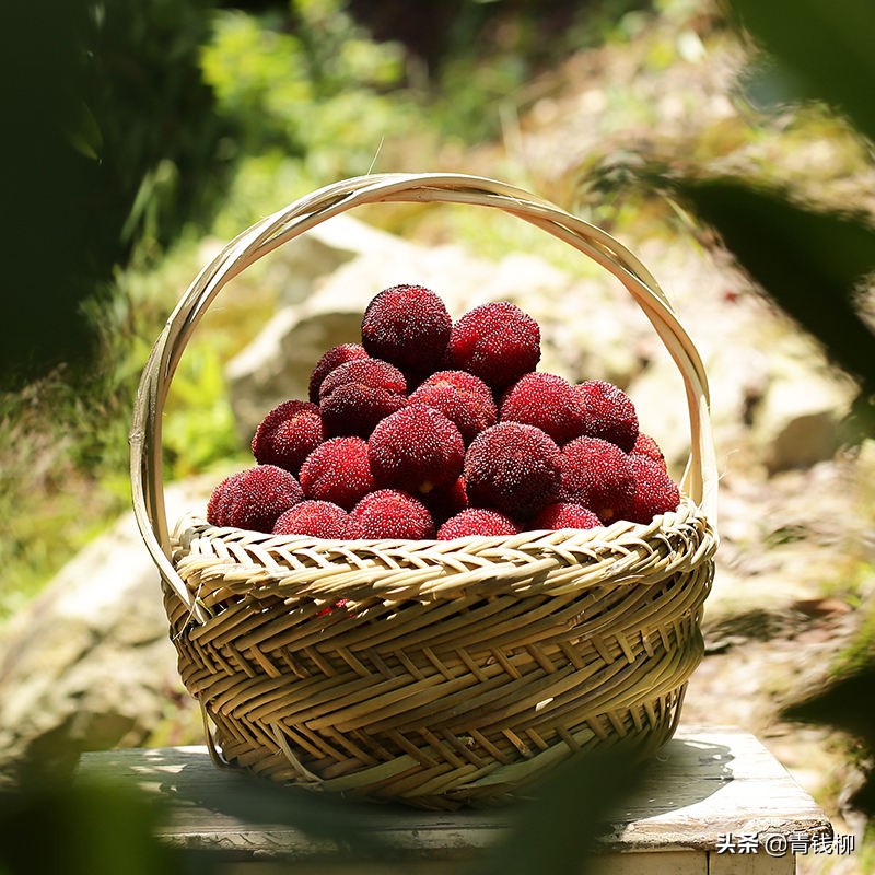 文成杨梅品牌介绍,东魁杨梅生产标准化规程