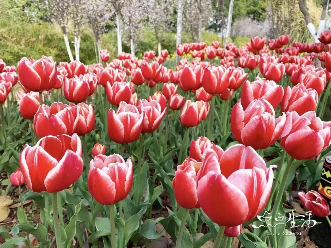 西昌春天一定不能错过的美景,不来黄山你永远不知道有多美